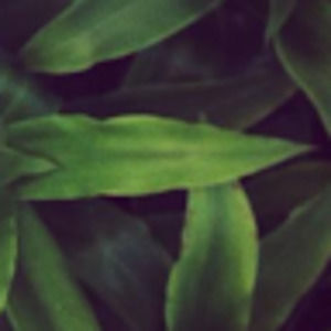 Meet your Posher, Ellen